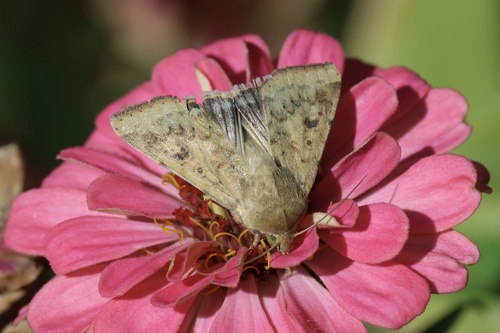 Corn Earworm Moth