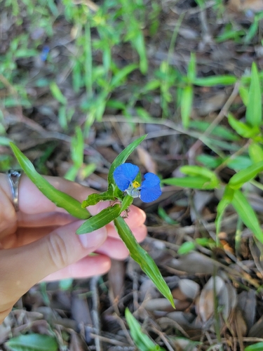 whitemouth dayflower