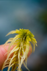 Sphagnum teres