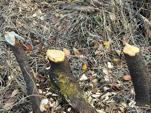 American Beaver