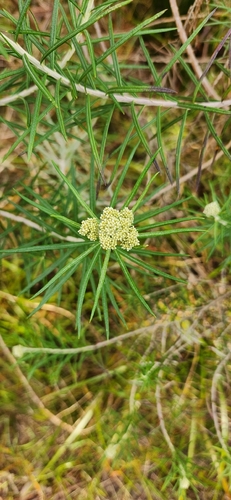 Cassinia longifolia, 2026-10-16