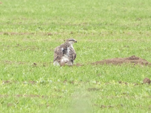 Ferruginous Hawk