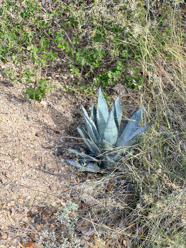 Parry's agave