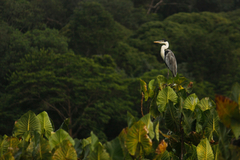 Montrichardia linifera