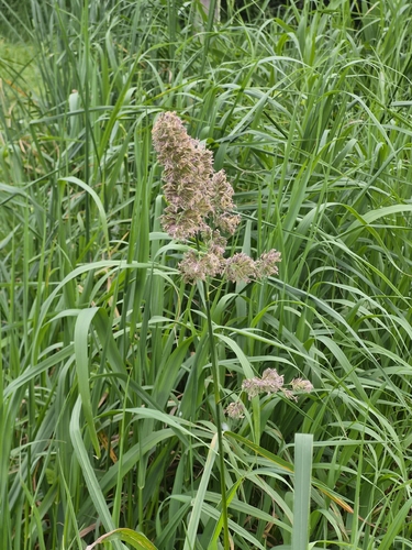 Dactylis glomerata observed 2026-10-26
