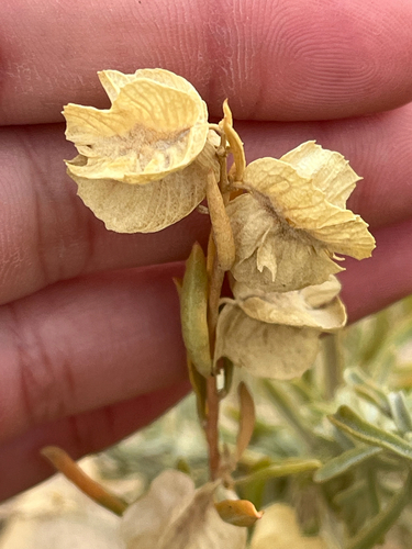 Fourwing Saltbush