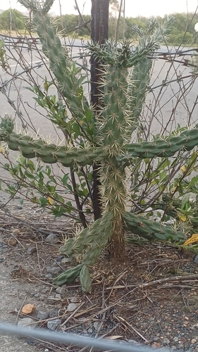 tree cholla · Kabelturksvy