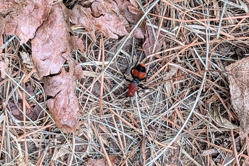 Common Eastern Velvet Ant