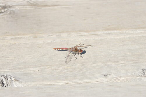 Variegated Meadowhawk