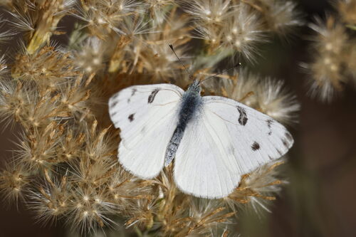 Checkered White