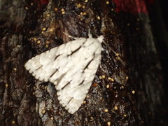 Acronicta laetifica