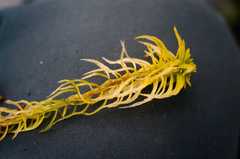 Sphagnum teres