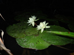Nymphaea rudgeana