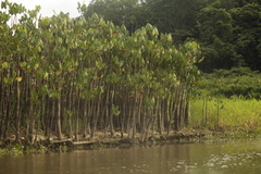 Montrichardia linifera