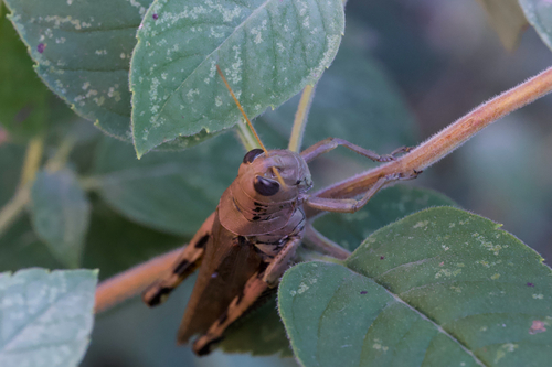 Differential Grasshopper