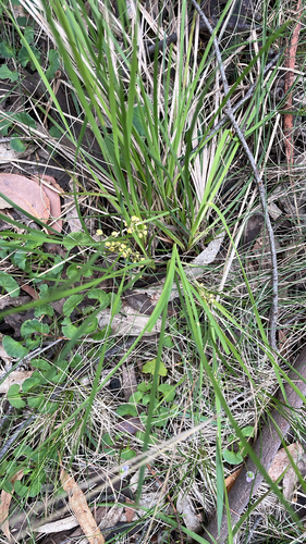 Lomandra filiformis observed 2026-10-26