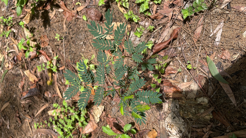 Leucaena leucocephala observed 2026-10-26
