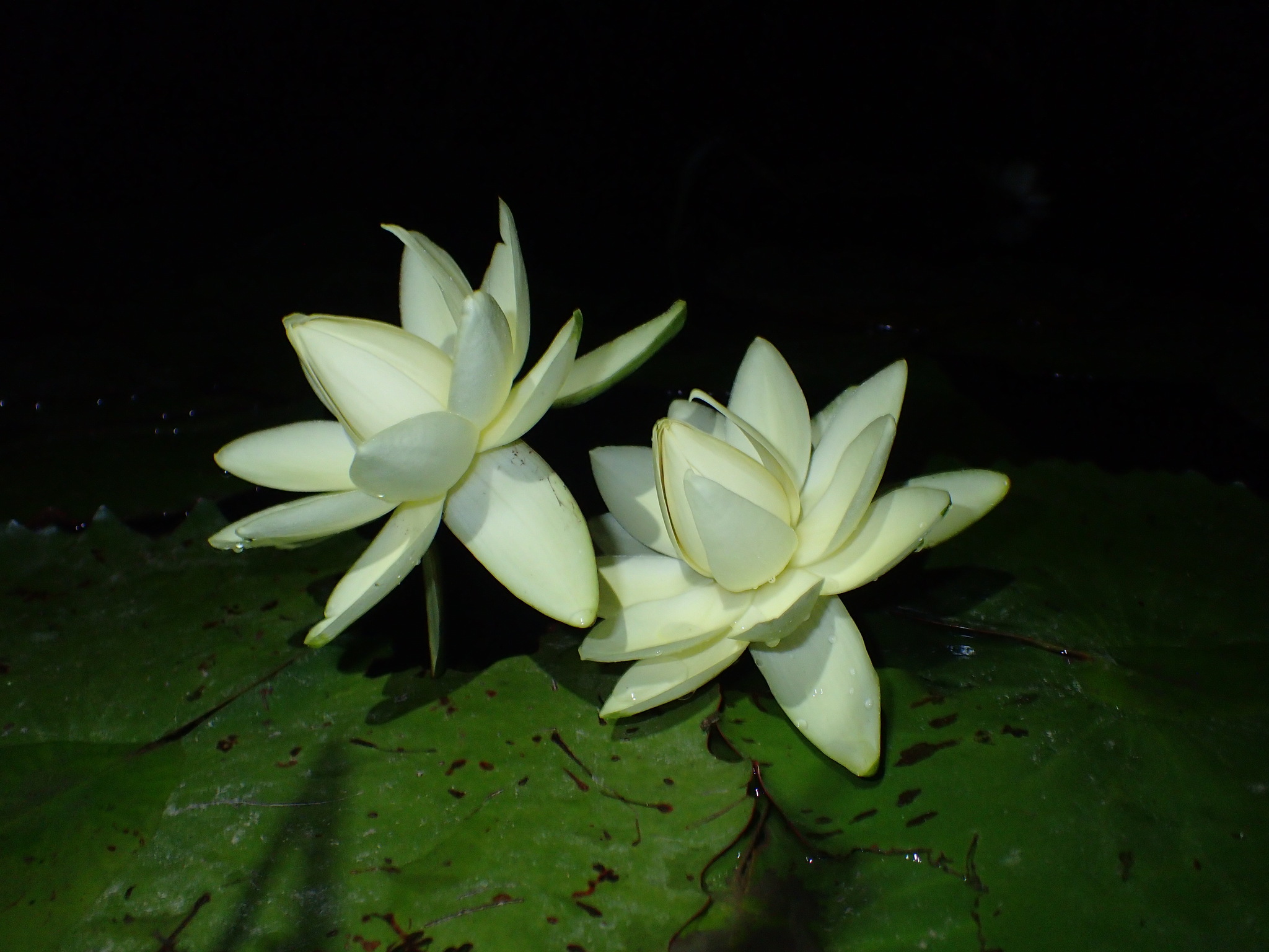 Nymphaea rudgeana