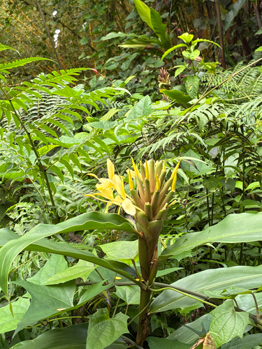Hedychium coronarium observed 2026-10-24