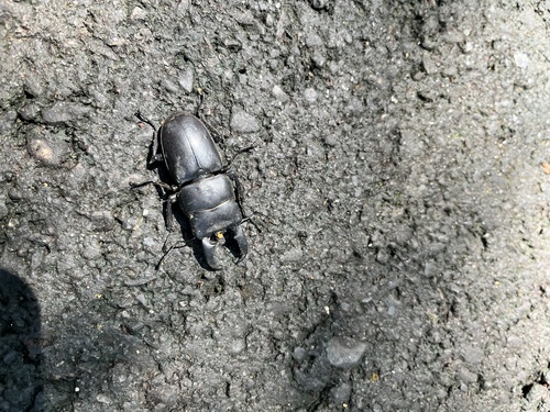 Dorcus, 2026-10-26