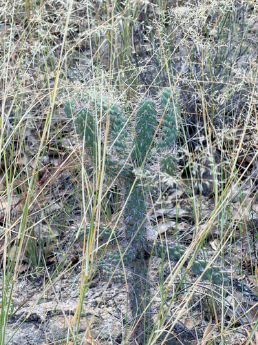 tree cholla