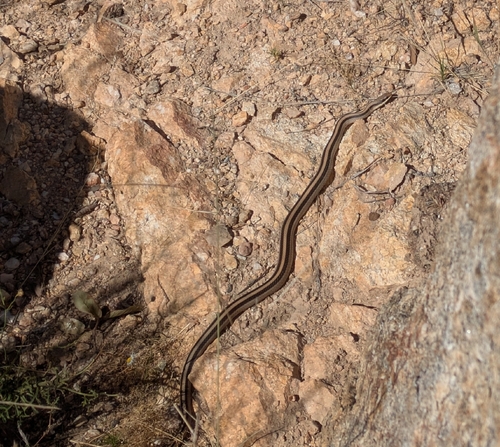Mountain Patch-nosed Snake