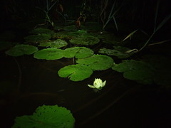 Nymphaea rudgeana