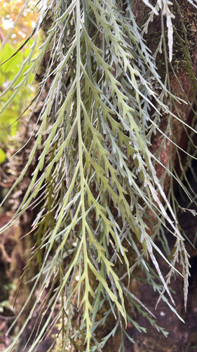 Asplenium marinum, 2026-10-26