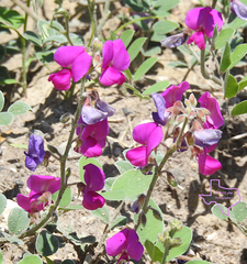 Tephrosia lindheimeri