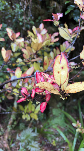 Pseudowintera, 2026-10-26