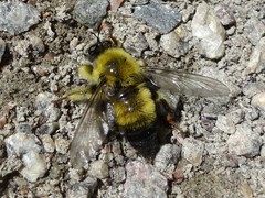 Laphria sacrator