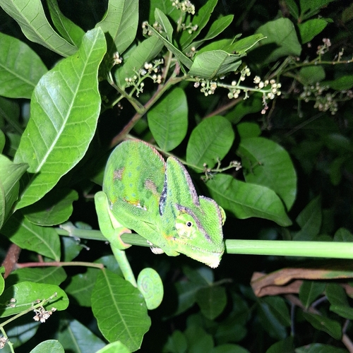 Chamaeleo calyptratus observed 2026-10-25