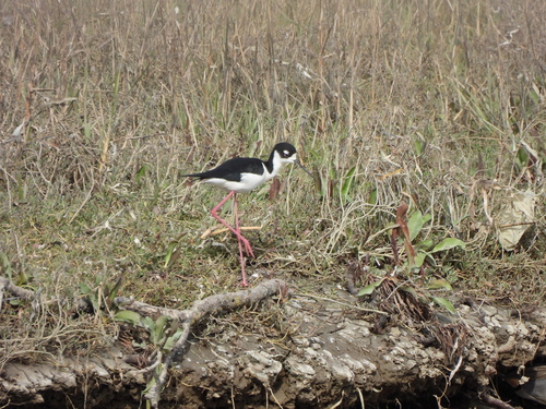 Black-necked Stilt