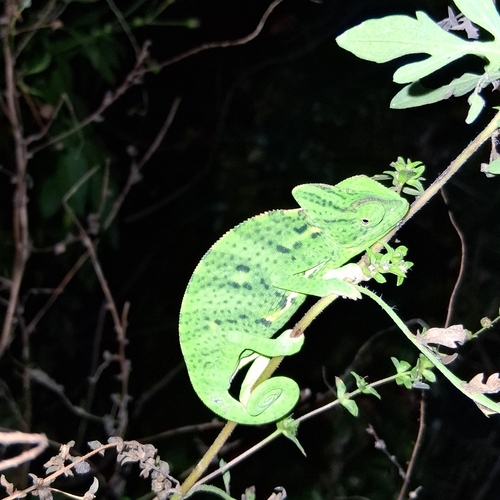 Chamaeleo calyptratus observed 2026-10-25