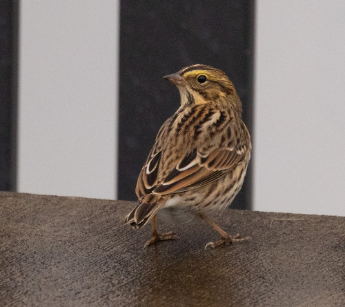 Savannah Sparrow