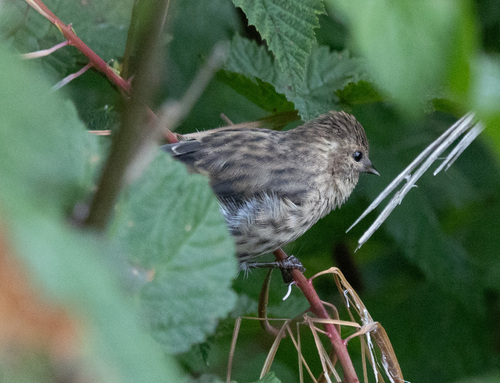 Pine Siskin