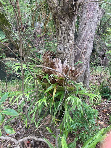 Platycerium observed 2026-10-26