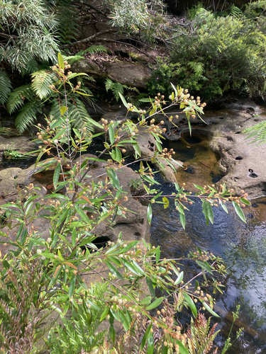 Callicoma serratifolia observed 2026-10-26