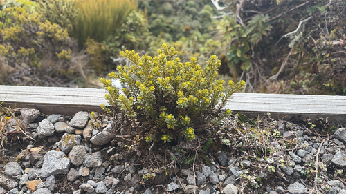 Cassinia, 2026-10-25