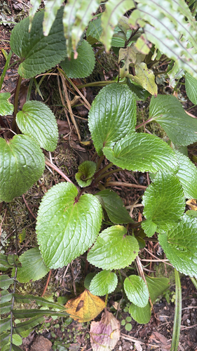 Ourisia macrophylla observed 2026-10-25