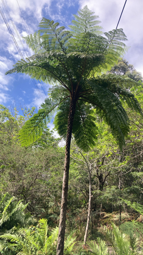 Sphaeropteris observed 2026-10-26