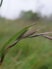 Bromus carinatus