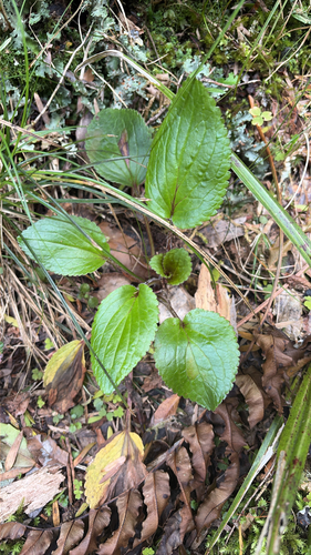 Ourisia macrophylla observed 2026-10-25