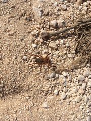 Gluvia dorsalis