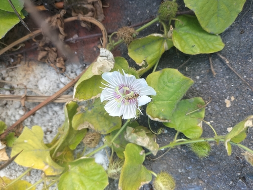Passiflora vesicaria, 2026-10-26