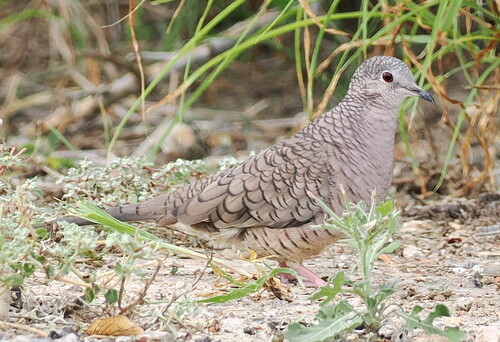 Inca Dove