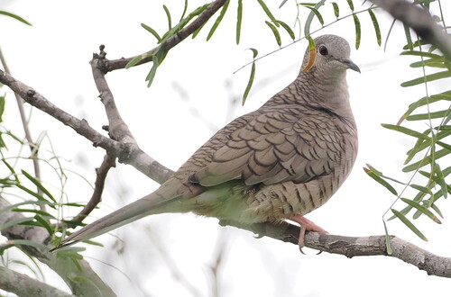 Inca Dove