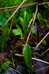 Clintonia borealis