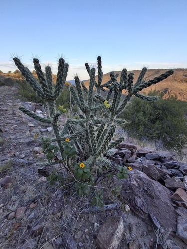 tree cholla