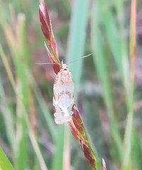 Paramesia gnomana